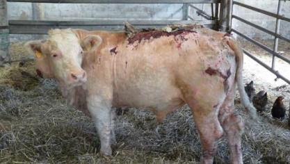 En phase chronique, la besnoitiose provoque, entre autres, un épaississement de la peau appelé « peau d’éléphant » et entraîne des dépilations sévères
