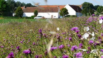 GRAE - Bande pollinisateurs