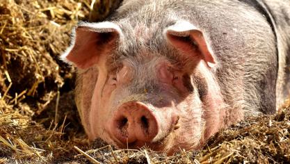 pig-2189566_1920