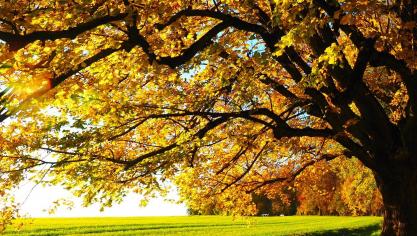 tree-779827_1920