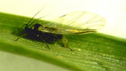 Jusqu’ici, aucun puceron analysé cette année n’est porteur du virus de la jaunisse nanisante.