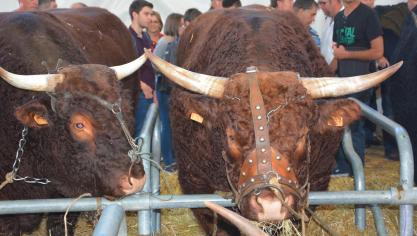 Star du Sommet 2018, la race Salers fut particulièrement à l’honneur avec deux événements: le concours national et le congrès de la fédération internationale qui a drainé des fidèles en provenance du monde entier.