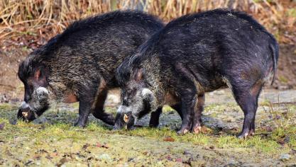 boar-3214069_1920