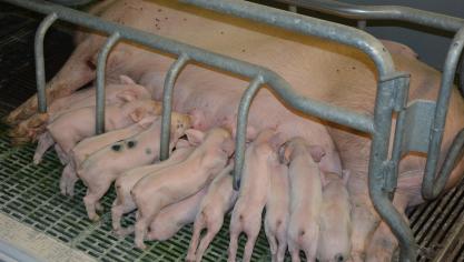 Le cheptel porcin européen se contracte légèrement (-1 %)  tandis que la production de viande s’affiche en hausse de 1,5 %.