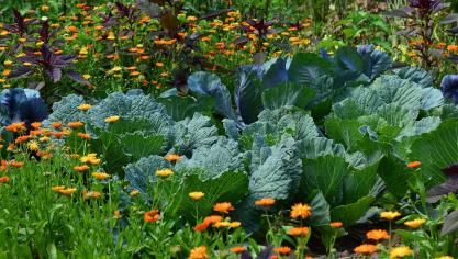 white-cabbage-2521700_1920