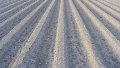 Les apports sur buttes sont concentrés sur de plus petites surfaces et concernent donc la moitié de matière sableuse par are cultivé. Un avantage pour le coût de transport de l