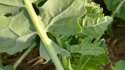Présence de pucerons sur la face inférieure d’une feuille de colza.