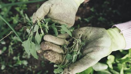 gardening-2518377_1920 (1)