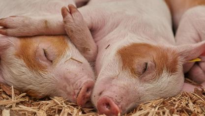 piglet-3386356_1920