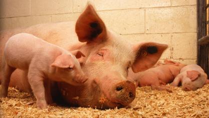 pigs-387204_1920