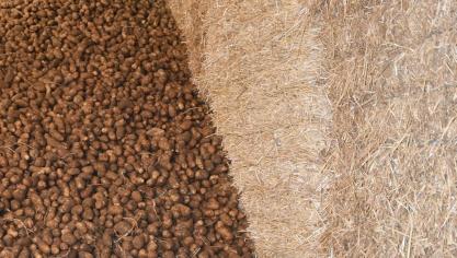 L’année s’annonce financièrement (très) mauvaise pour les producteurs, même si les situations seront très contrastées selon la proportion de la production contractée