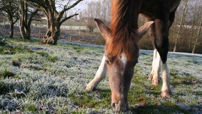 A la fin de l’automne et durant l’hiver, l’herbe n’apporte plus suffisamment d’énergie aux équidés. Il faut donc complémenter les chevaux vivant au pré comme ceux vivant au box.