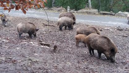 Seuls les chasseurs mandatés par l’administration prendront part à l’éradication des sangliers dans la zone tampon.