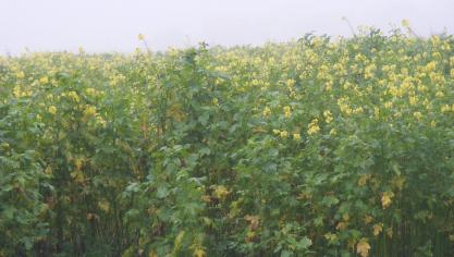 La moutarde est un engrais vert apprécié dans les potagers. Les conditions météo de cette année ont permis une bonne floraison. La possible fécondation donnerait des graines qui, tombées au sol, pourraient faire naître des milliers de plantes non désirées en 2019. Nous pouvons la faucher et déposer tiges et feuilles sur le compost ou la broyer avant que le risque de production de graines viable ne devienne sérieux.