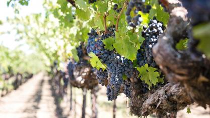 grapes-1952073_1920