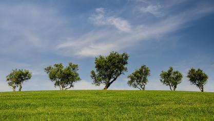 trees-790220_1920
