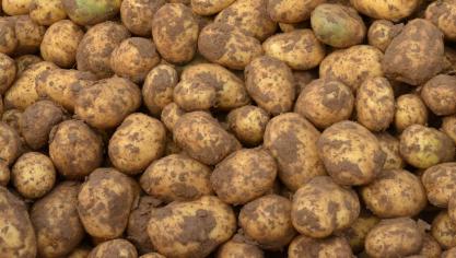 Sur les marchés intérieurs du frais, les problèmes de qualité réduisent les volumes disponibles, et les prix sont également partis à la hausse.