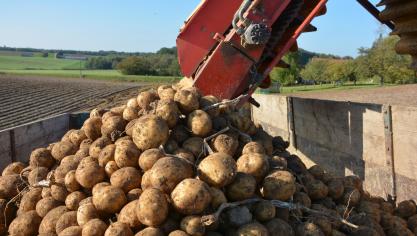 Depuis le début des récoltes, les marchés ont dégagé 880.000 tonnes, dont 230.000 t de hâtives. Ces livraisons sortie champ ou après stockage très temporaire sont les plus faibles de ces 5 dernières années.