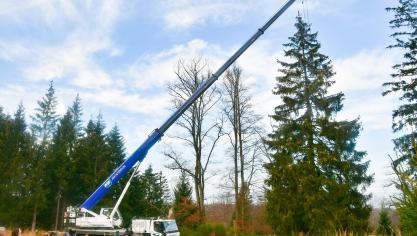 Pour qu’il ne s’abîme pas au sol après la coupe, l’épicéa est soutenu et soulevé au moyen d’une grue, avant d’être délicatement couché sur une remorque.
