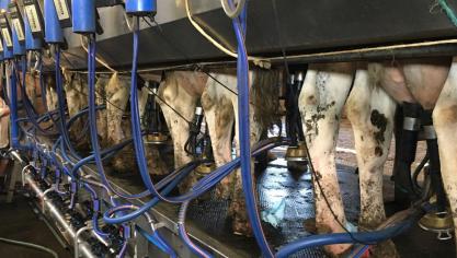 Que l’on soit en salle de traite ou en traite robotisée, il est impératif de maintenir ses installations propres et d’entretenir son matériel de manière dynamique.