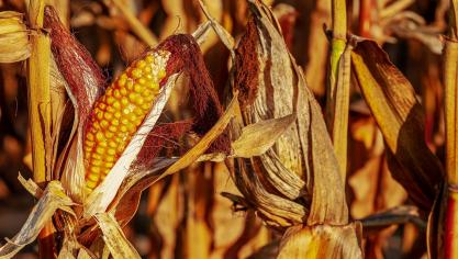 corn-on-the-cob-3664569_1920
