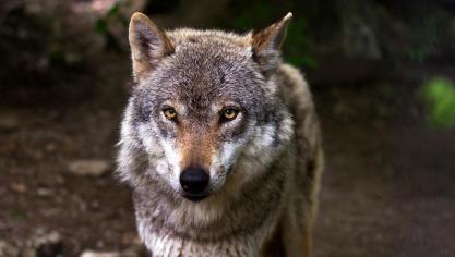 wolf-635063_1920