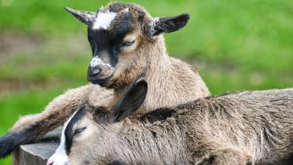 goat-3466945_1920