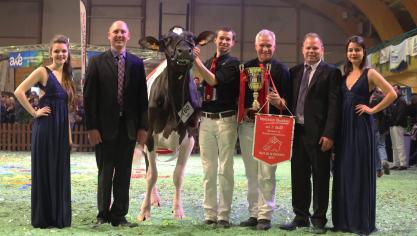 Lors de la Nuit de la Holstein 2017, Lasid de Bois Seigneur, descendante de Comestar Laurie Sheik, est sacrée grande championne. Elle a actuellement 3 filles dans l
