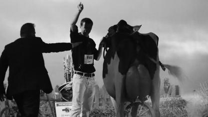 «Avant les concours, on peut espérer mais jamais être sûr. Il y a beaucoup de préparation et d’investissement mais si la vache vêle mal, développe une mammite la veille du concours ou boite ce jour-là, tout est foutu», dit Jonas Pussemier.