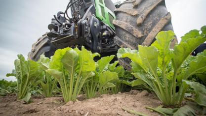 sugar-beet-2499863_1920