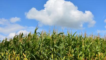 En région froide, le critère prioritaire à imposer dans le choix variétal est l’aptitude des hybrides à atteindre une maturité suffisante à la récolte, soit 32% de MS au moins.