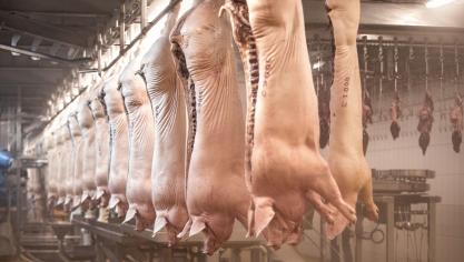 Durant leur transport, les carcasses  sont suspendues à des crochets  en forme de portemanteaux  munis d’une puce.