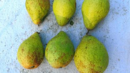 ‘Comtesse de Paris’ est une des rares variétés de poire à consommer après Nouvel An.