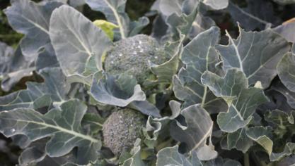 Le brocoli produit une pomme à l