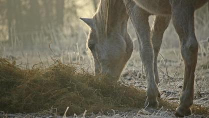 horse-1898335_1920