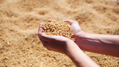 soybean-1831703_1920