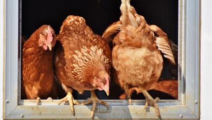 chicken-3662513_1920