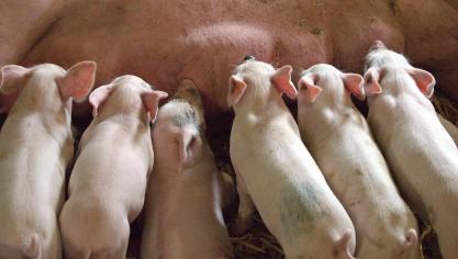 piglet-1639589_1920