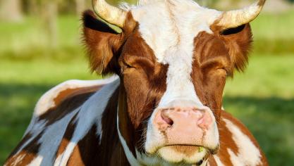 cow-2783568_1920