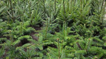 En se faisant certifier pour les guides sectoriels G-040 et G-043, les producteurs/négociants en plantes ornementales peuvent désormais prouver leur autocontrôle à l’Afsca et prétendre à la réduction sur la contribution et à la fréquence d’inspection réduite.