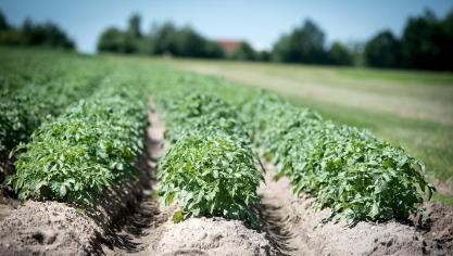agriculture-2654157_1280