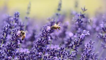 lavender-1537694_1920