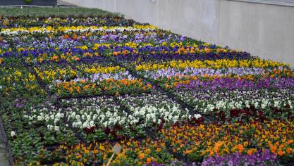 Face à un taux d’auto-approvisionnement d’à peine 20 %, l’horticulture  ornementale wallonne dispose d’une belle marge de progression.