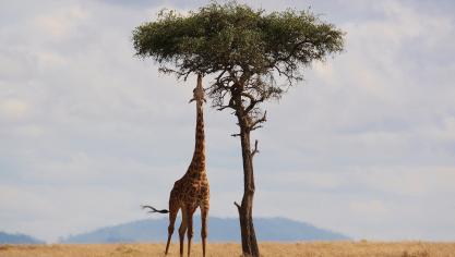 giraffe-2191662_1920