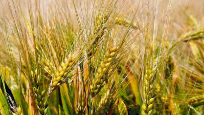 grain-2503155_1920