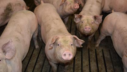 La plus grande prudence reste de mise, malgré l’assouplissement  des mesures liées au transport des porcs vers l’abattoir.