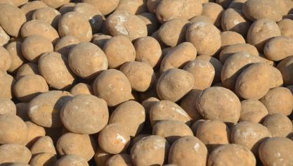 Les plants certifiés sont un gage de pureté variétale et de qualité sanitaire.