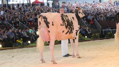 Ludovic Feys menant Hay River, 5 e  de section lors du dernier concours européen  de Colmar, soit le 2 e  meilleur résultat belge.