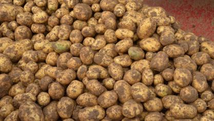 Vu l’augmentation continue des surfaces, les industriels se trouvent dans une situation plutôt confortable pour proposer leurs contrats, alors que la compensation des surcoûts supportés par les producteurs n’est pas au rendez-vous
!