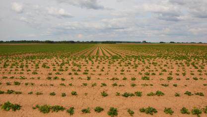Le phosphore favorise la précocité et le développement racinaire.